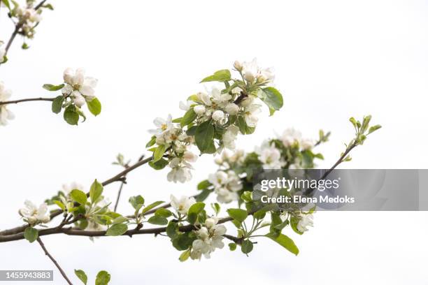 apple tree branch in bloom in spring against the sky - flower blossom - fotografias e filmes do acervo