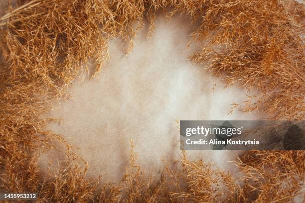 frame background made of dried natural gold pampas grass - pampa stock-fotos und bilder