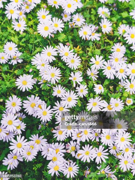 colorful daisies,aster novi-belgii  lowers in spring - aster novi belgii stock pictures, royalty-free photos & images
