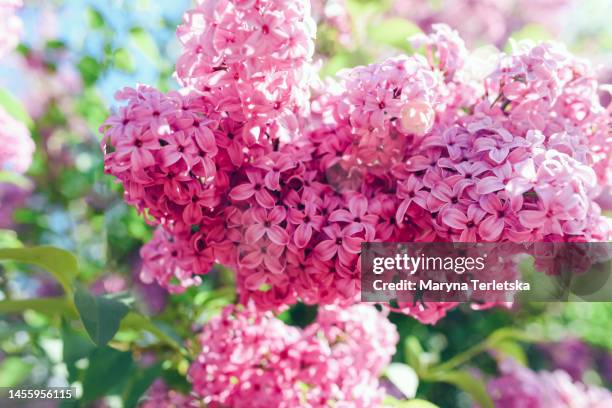 lilac blossoms on the bushes. flower. natural plant. essential cosmetic oil. spring. hello spring. - maroon flowers stock pictures, royalty-free photos & images