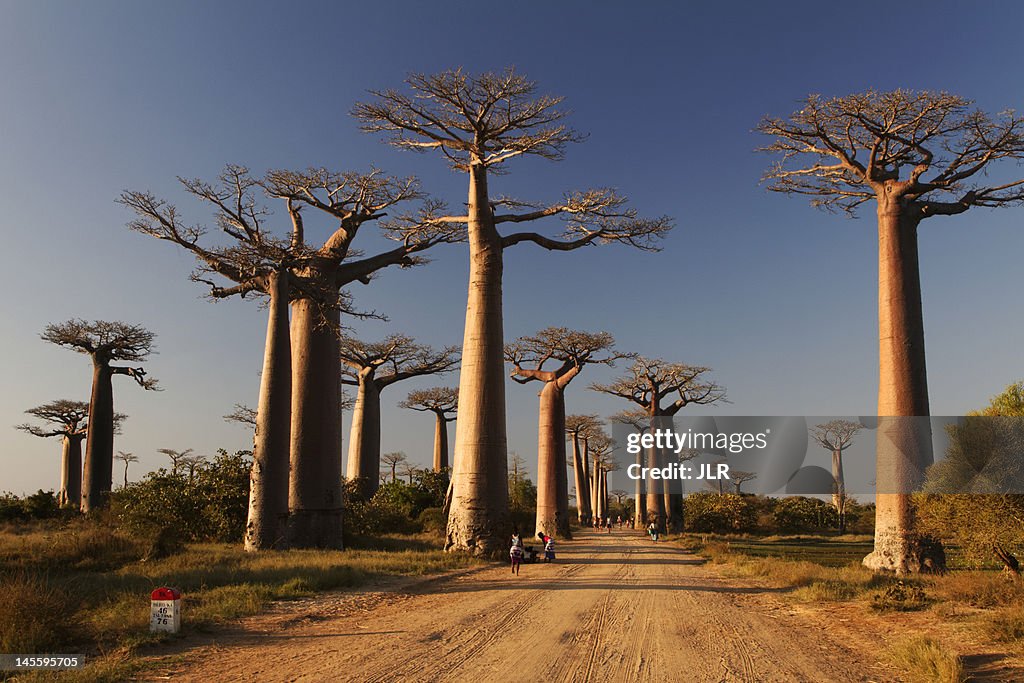 Baobabs alley