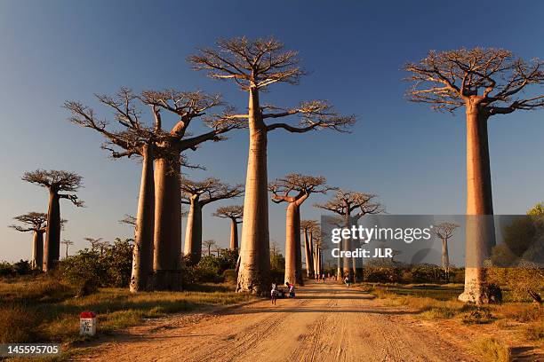 baobabs alley - baobab tree stock pictures, royalty-free photos & images