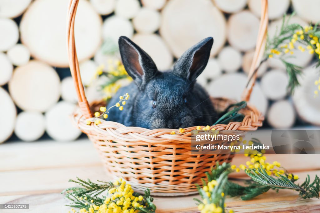 Beautiful And Cute Rabbit On A Wooden Background Happy And Bright ...