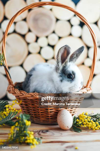 beautiful and cute rabbit on a wooden background. happy and bright easter. hi spring. year of the rabbit. home pet. rabbit in a basket with mimosa sprigs. easter composition. - year of the rabbit photos et images de collection