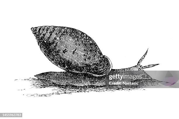 giant african land snail (lissachatina fulica, formerly achatina fulica) - escargot 幅插畫檔、美工圖案、卡通及圖標