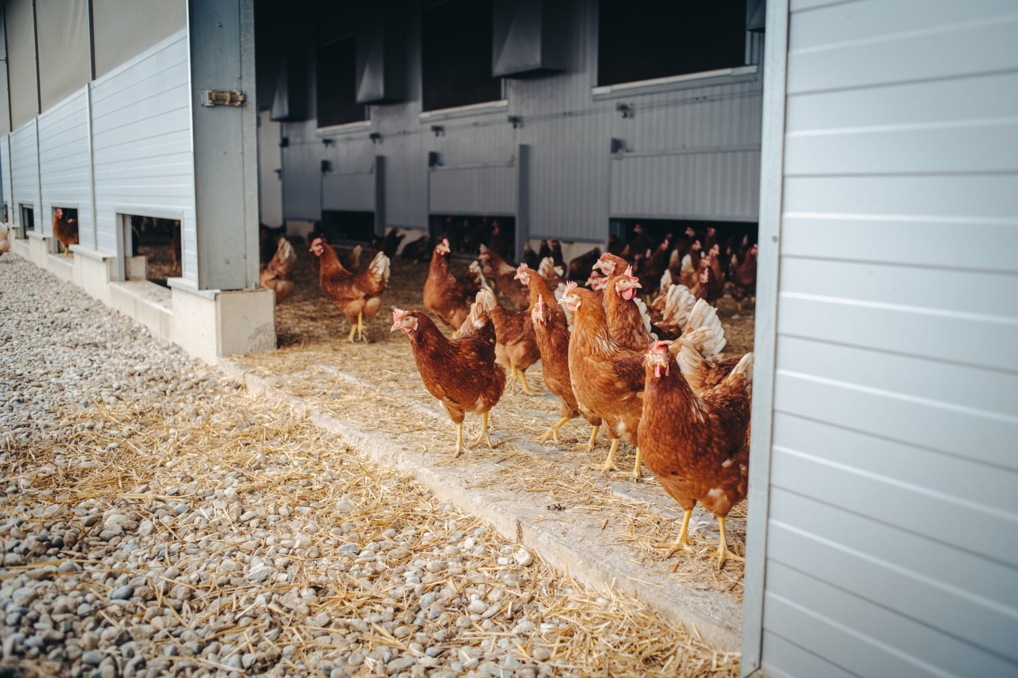 Chicken on a Farm Chicken on a Farm