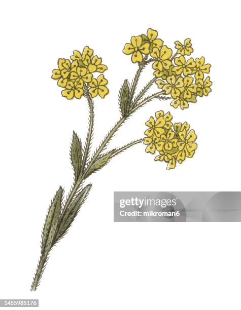 old chromolithograph illustration of botany, basket of gold, goldentuft alyssum, golden alyssum, golden alison, gold-dust, golden-tuft alyssum - aurinia saxatilis (alyssum saxatile, alyssum saxatile var. compactum) is an ornamental plant native to asia an - alyssum saxatile stock pictures, royalty-free photos & images