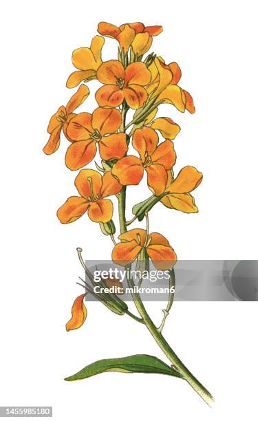 old chromolithograph illustration of botany, erysimum cheiri, the wallflower, flowering plant in the family brassicaceae (cruciferae), native to greece - erysimum cheiri stock pictures, royalty-free photos & images