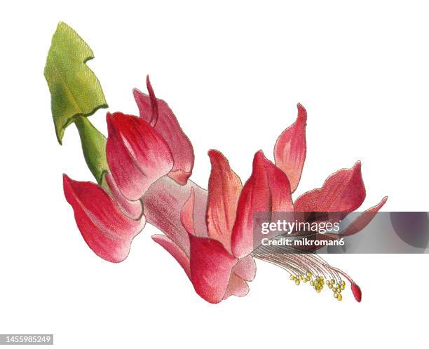 old chromolithograph illustration of schlumbergera truncata, the false christmas cactus, thanksgiving cactus or zygocactus, - schlumbergera truncata stock pictures, royalty-free photos & images
