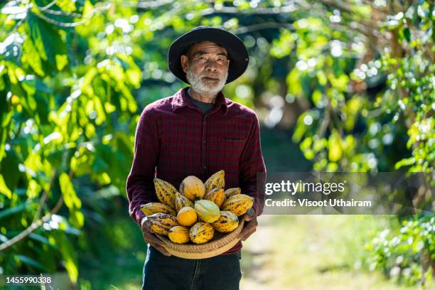farmers harvesting cocoa by agriculturist hands. - cocoa plant imagens e fotografias de stock