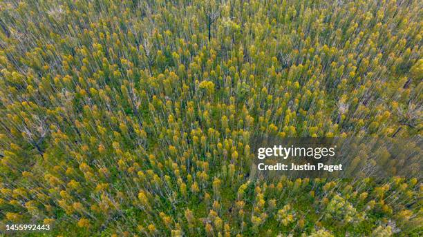 drone view eucalyptus forest australia - reforestation stock pictures, royalty-free photos & images