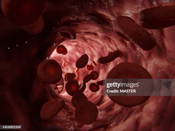 circulatory system - red blood cells flowing in an artery - haarvat stockfoto's en -beelden