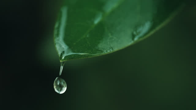 SLO MO 녹색 잎에서 빗방울이 떨어진다