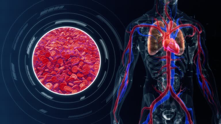 Cardiovascular System Video 233 Vascular System Diagram Stock Videos, Footage, & 4K Video Clips ...