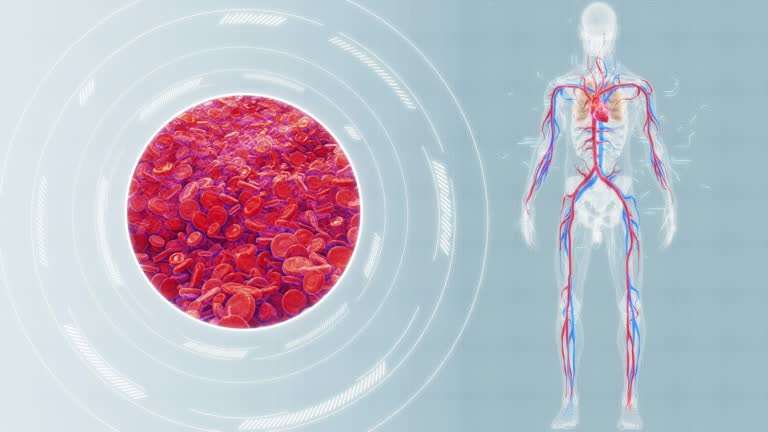 Cardiovascular System Video 233 Vascular System Diagram Stock Videos, Footage, & 4K Video Clips ...