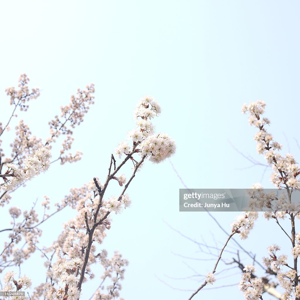 Cherry blossoms