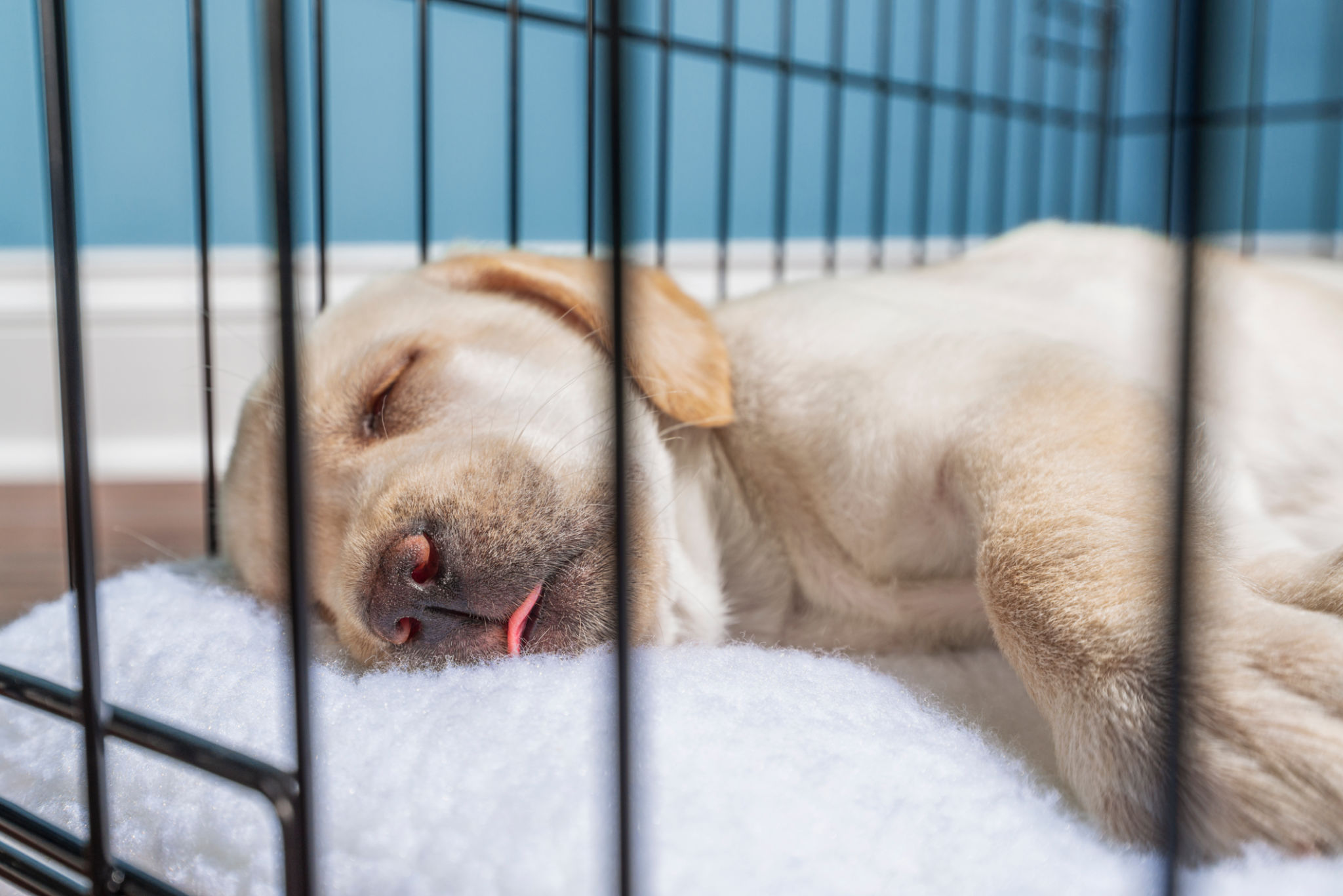 crate training puppy