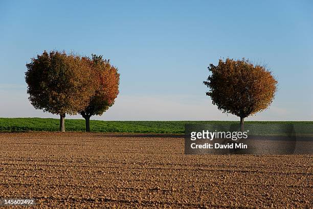 trees in field - val d'oise stock pictures, royalty-free photos & images