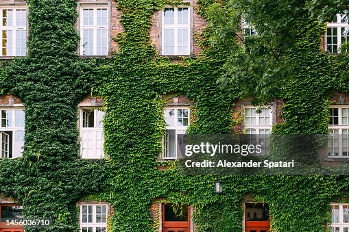 Green facade of a house covered with ivy