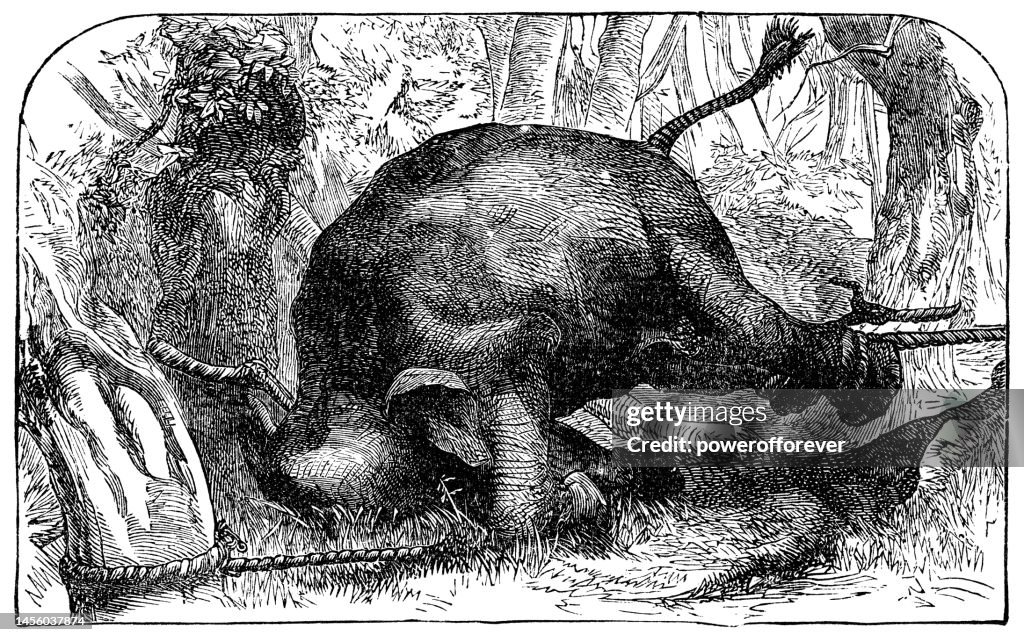 Javan Rhinoceros (Rhinoceros Sondaicus) in Java, Indonesia - 19th Century
