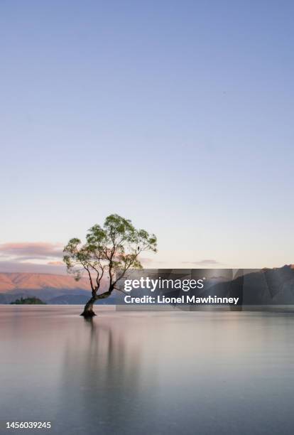 wanaka tree - lake wanaka stock pictures, royalty-free photos & images