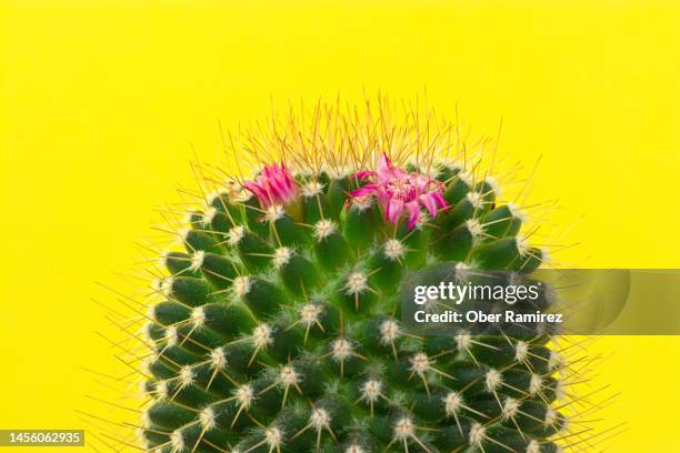 cactus blooming - cactus blossom stock pictures, royalty-free photos & images