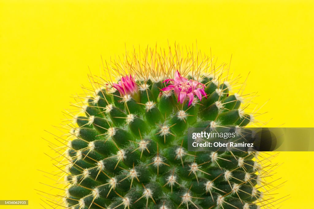 Cactus blooming