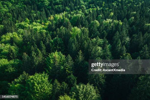 elevated view of forest, - rom above stock pictures, royalty-free photos & images