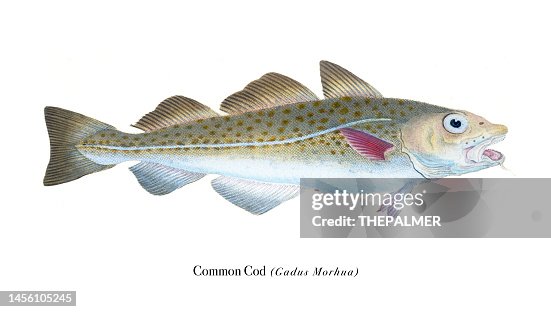 Conundrum Cod Fish Common Cod Fish Illustration Chromolithography 1808 High-Res Vector ...