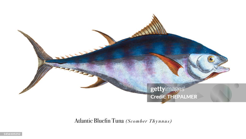 Atlantic bluefin Tuna fish illustration chromolithography 1808