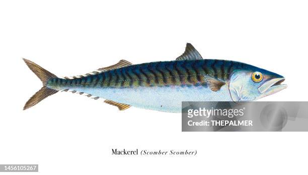 stockillustraties, clipart, cartoons en iconen met mackerel fish illustration chromolithography 1808 - makreel