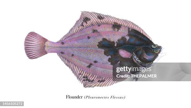 flounder fish illustration chromolithography 1808 - flounder stock illustrations