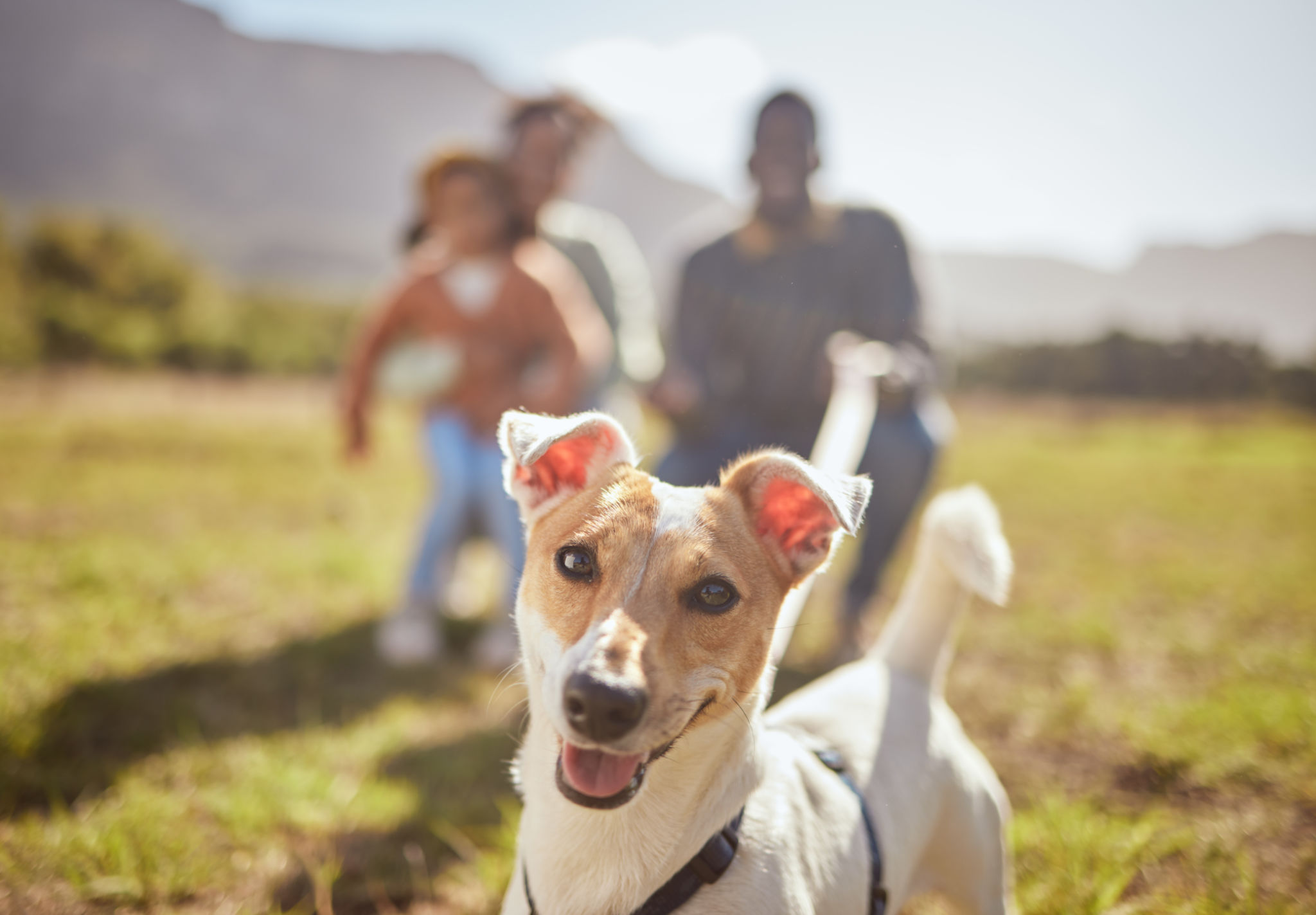 happy family dog