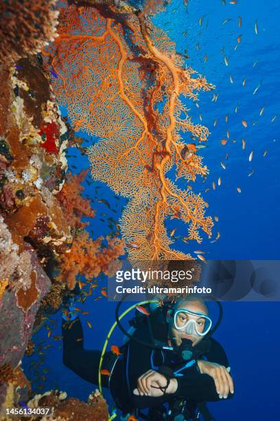 scuba diving  men.  sea life  coral reef subergorgia hicksoni  - hickon giant seafan  orange hard coral, gorgonian - caribbean sea stock pictures, royalty-free photos & images