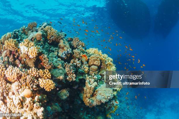 6.002 foto e immagini di Mar Dei Coralli - Getty Images