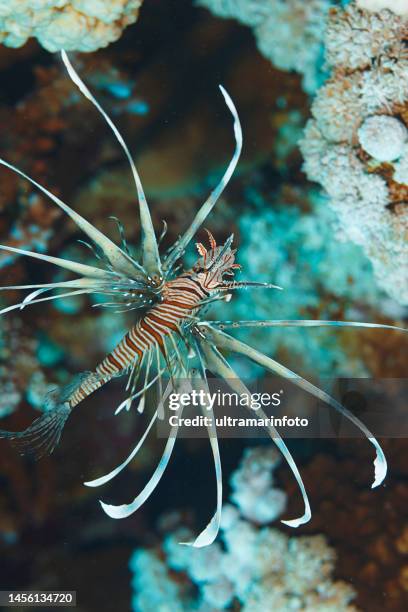 coral reef rotfeuerfisch rot meer natur & wildlife unterwasser leben scuba diver sicht unterwasser foto - lion fish stock-fotos und bilder