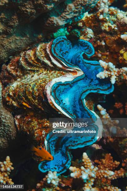 giant clam - tridacna maxima underwater sea life coral reef underwater photo scuba diver point of view red sea - symbiotic relationship stock pictures, royalty-free photos & images