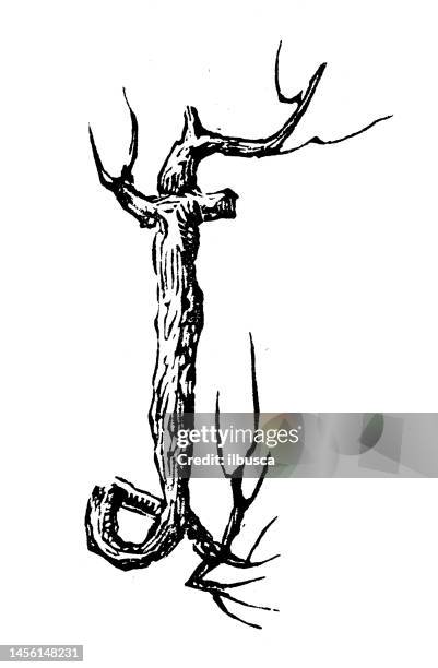antique vintage tree branch lower case letter f - tree carving stock illustrations