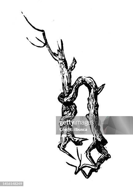 antique vintage tree branch lower case letter h - tree carving stock illustrations