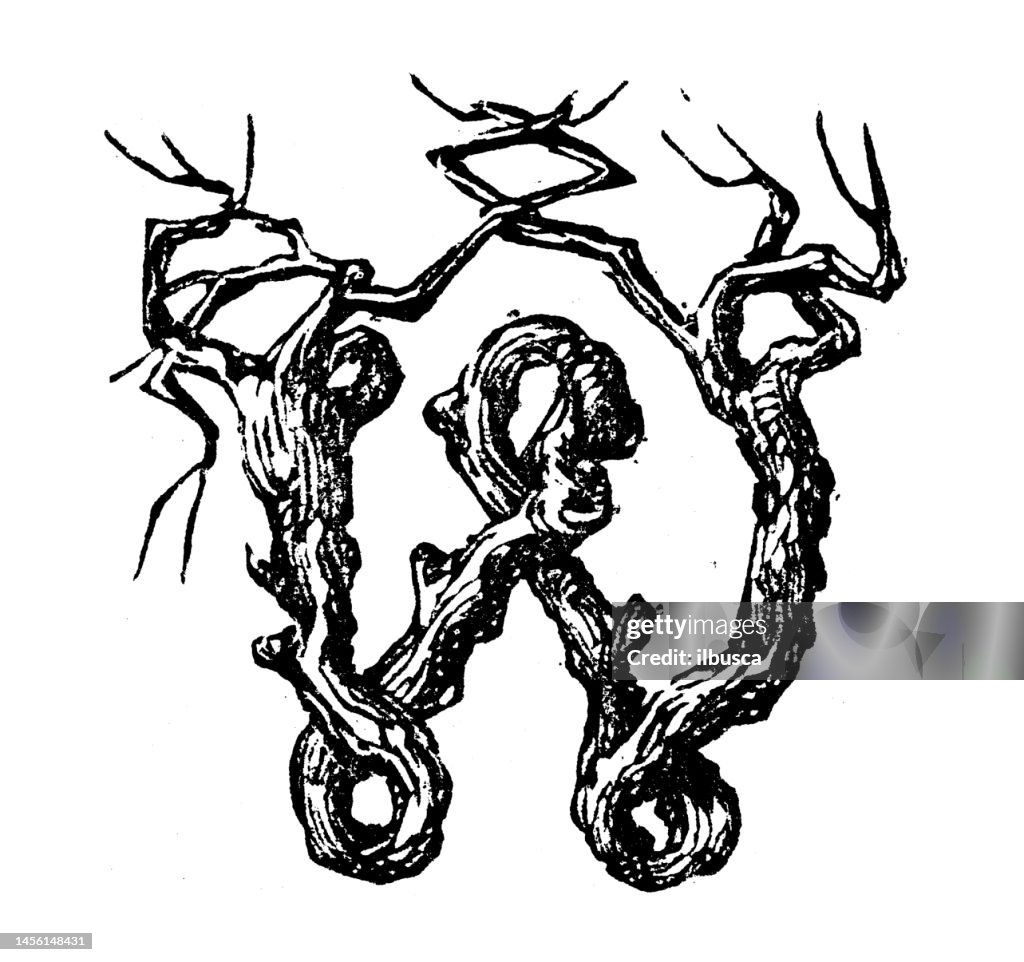 Antique Vintage Tree Branch Lower Case Letter W High-Res Vector Graphic ...