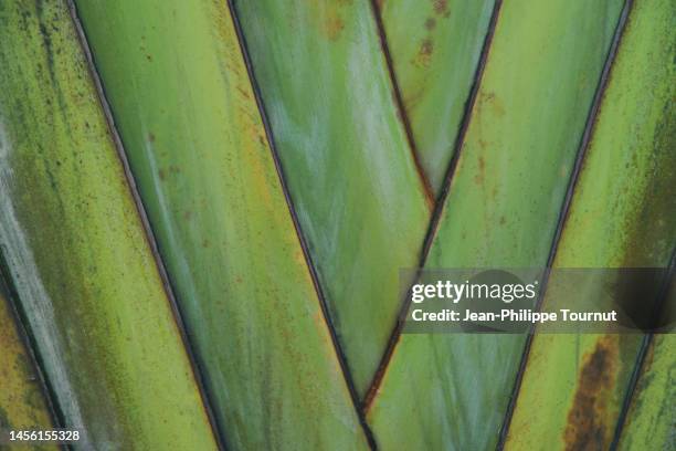 vegetal pattern - plant in laos, southeast asia - texture vegetal stock pictures, royalty-free photos & images