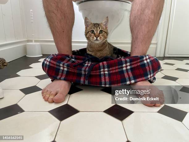 kitten and restroom - human toilet stock-fotos und bilder