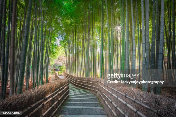 bamboo forest - arashiyama stock-fotos und bilder