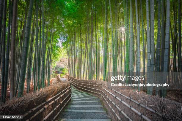 bamboo forest - arashiyama imagens e fotografias de stock