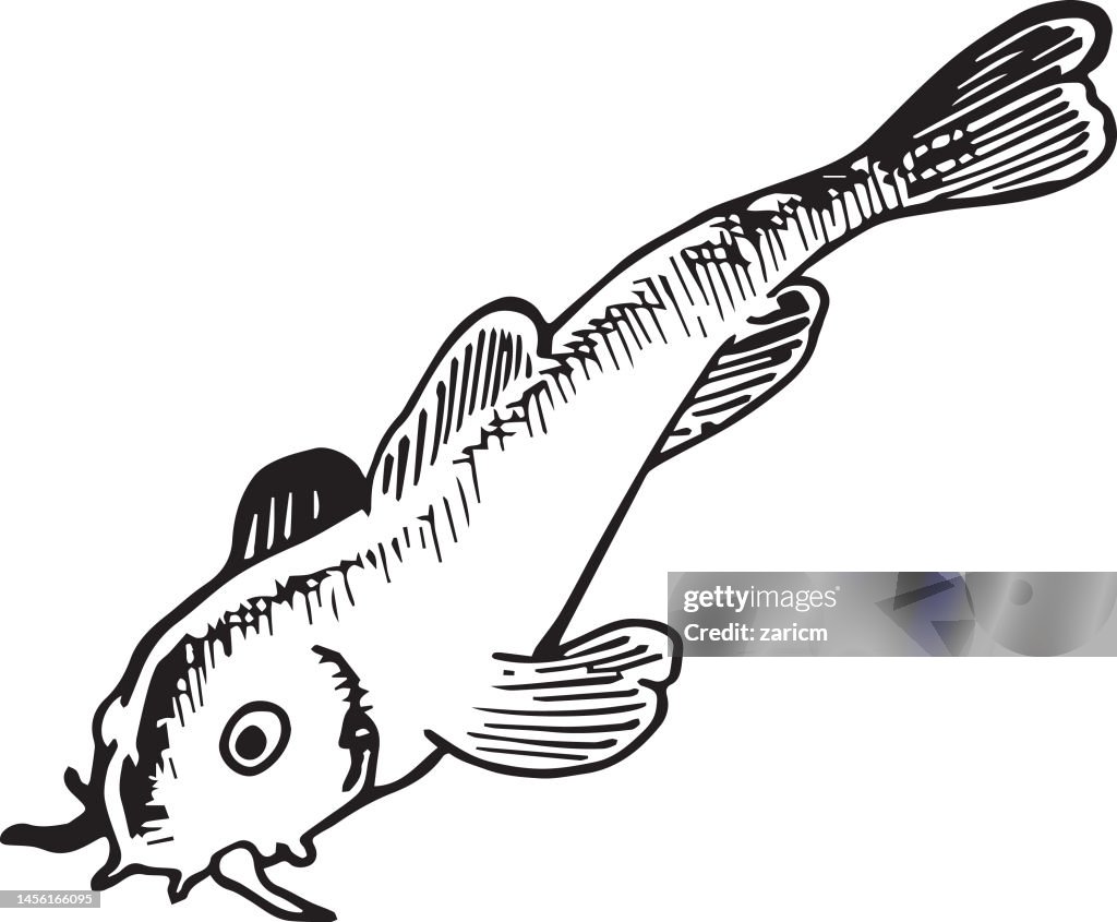 Black and white sketch of a catfish