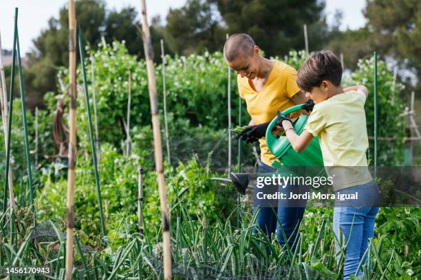 girl helps her mother water the plants in the vegetable garden. - actividad agropecuaria fotografías e imágenes de stock