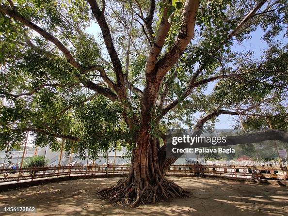 Dudhilo Tree A view of the Bodhi Tree or sacred fig near the Deekshabhoomi,... News ...