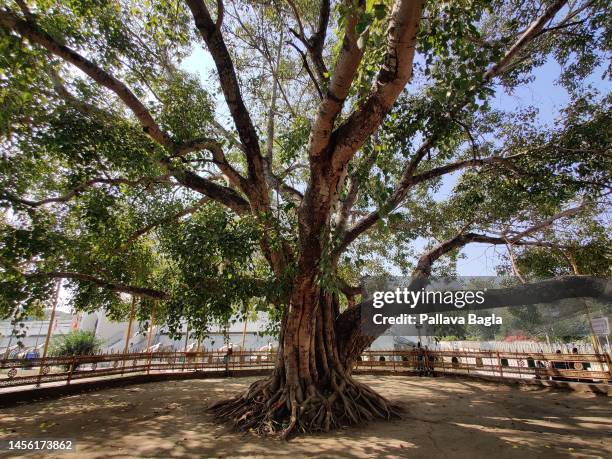 View of the Bodhi Tree or sacred fig near the Deekshabhoomi, regarded as a pilgrimage Centre of Buddhism on January 7, 2023 at Nagpur, India.