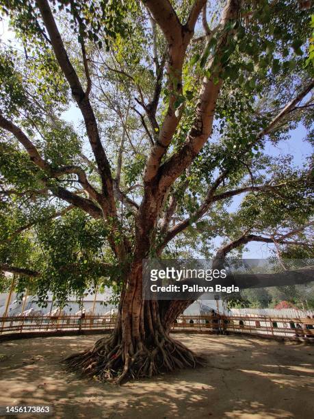 View of the Bodhi Tree or sacred fig near the Deekshabhoomi, regarded as a pilgrimage Centre of Buddhism on January 7, 2023 at Nagpur, India.