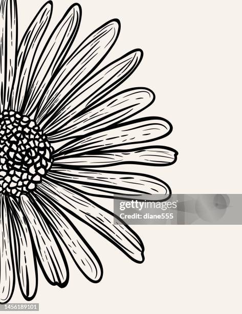 hand drawn daisies invitation background with copy space - daisy flower vector stock illustrations